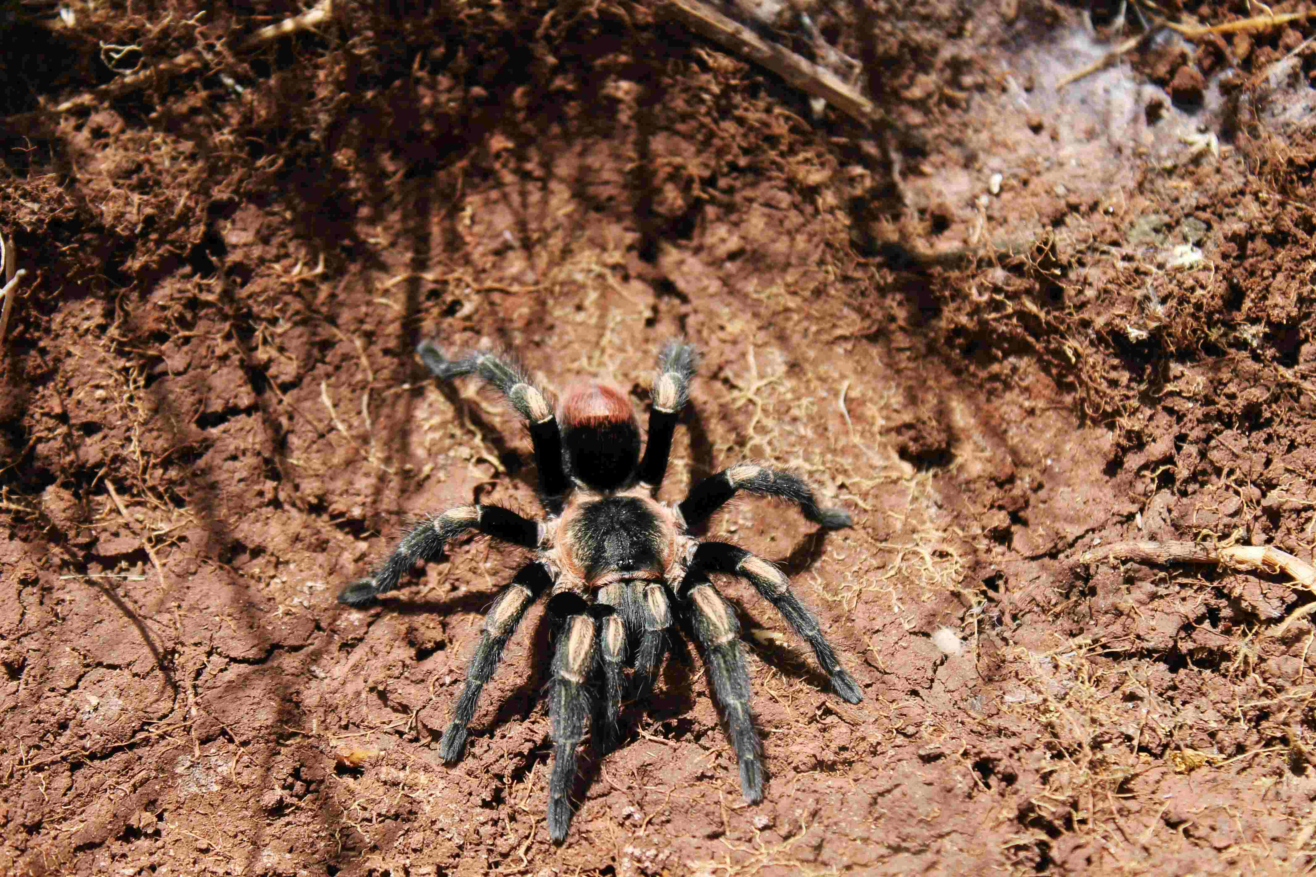 A tarantula crawling on the ground A tarantula crawling on the ground
