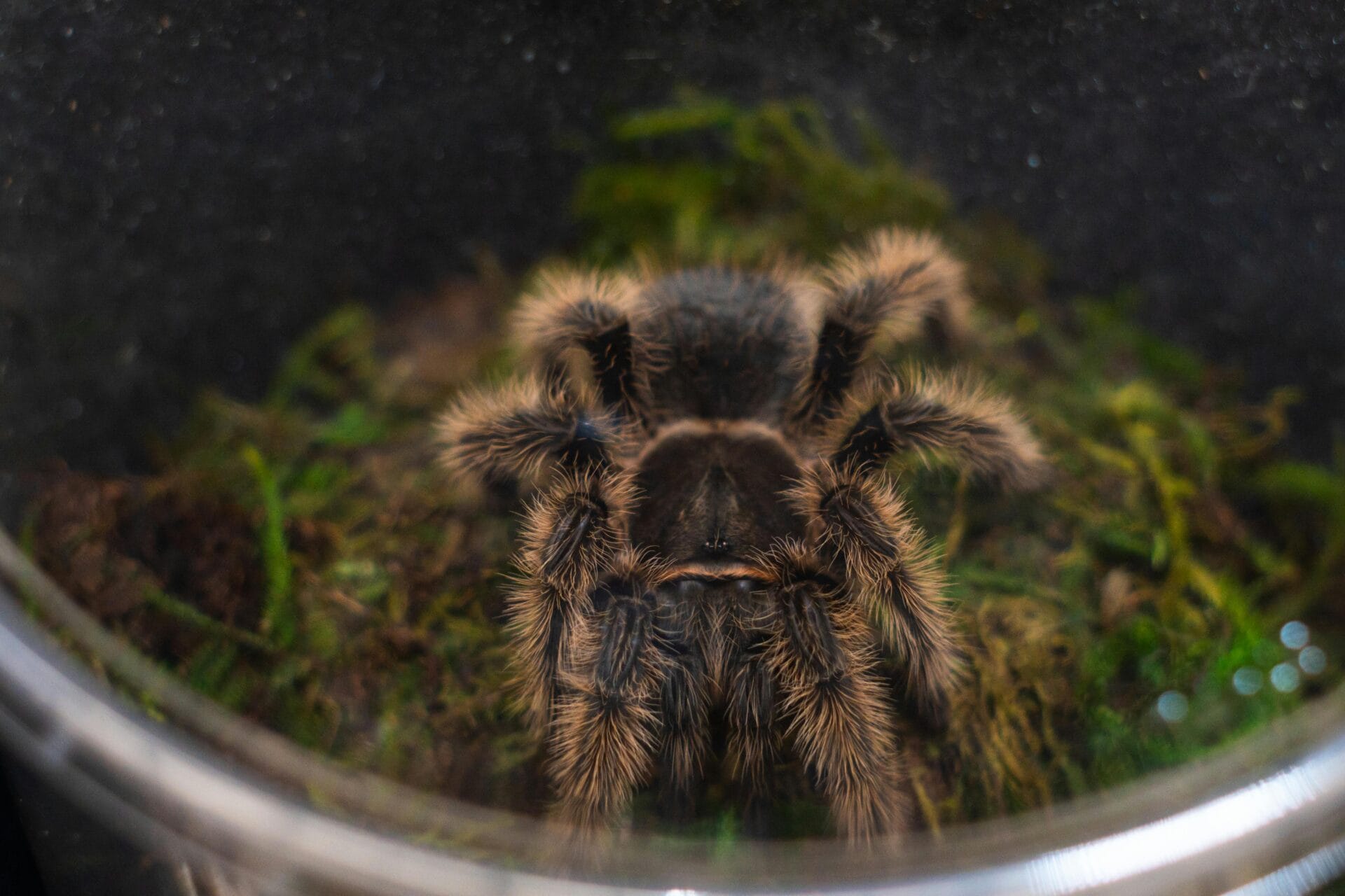 Dark brown colored Tarantula inside his enclosure Dark brown colored Tarantula inside his enclosure