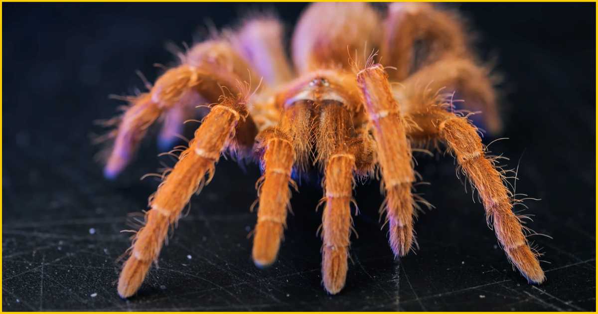 Tarantula spider featured image