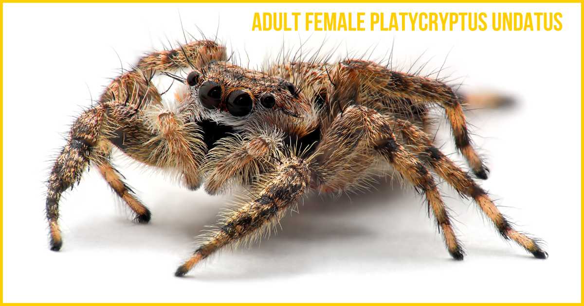 Adult female Platycryptus Undatus