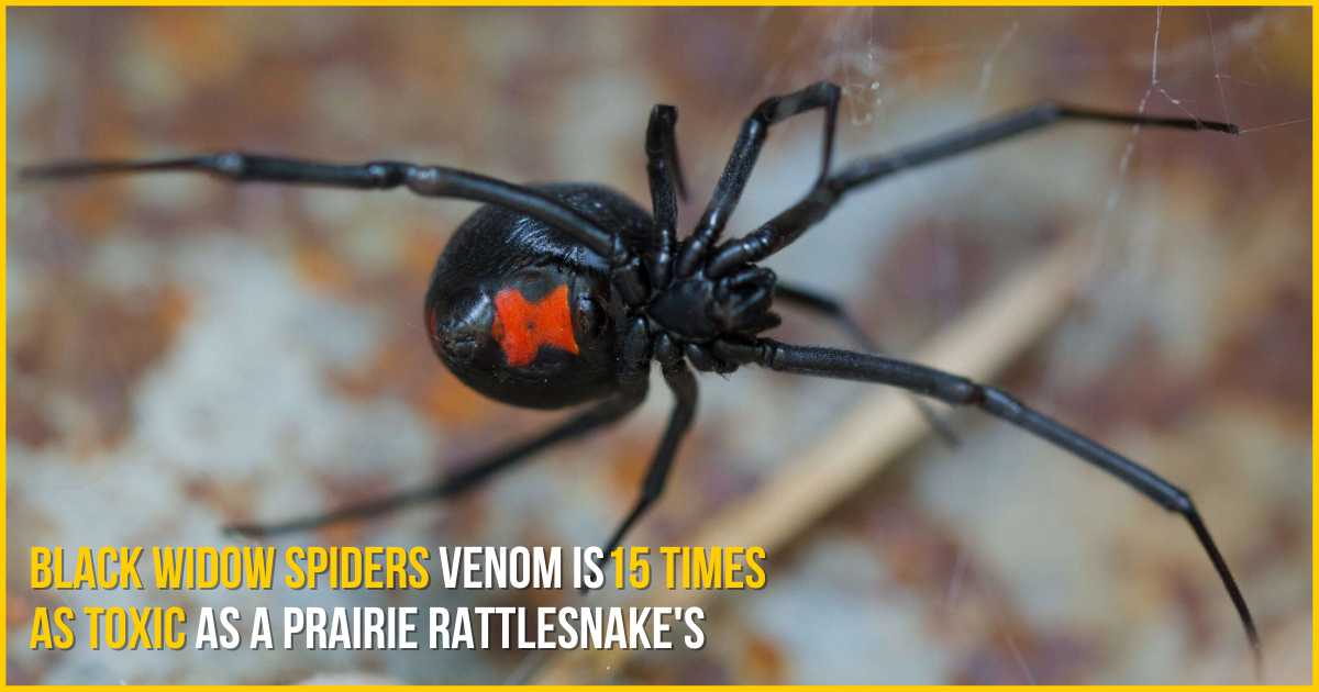 black widow spiders venom is 15 times as toxic as a prairie rattlesnakes 