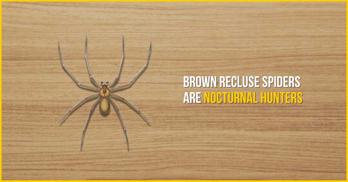 Do Brown Recluse Spider Play Dead