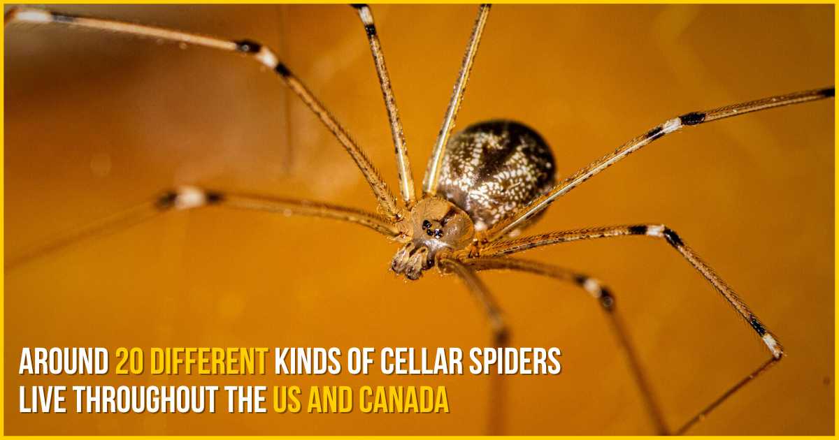 around 20 different kinds of cellar spiders live throughout the us and canada