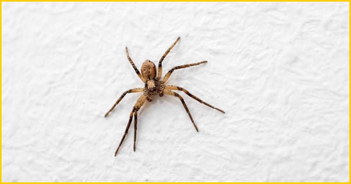 10 Species of Spiders That Play Dead- Common House Spider