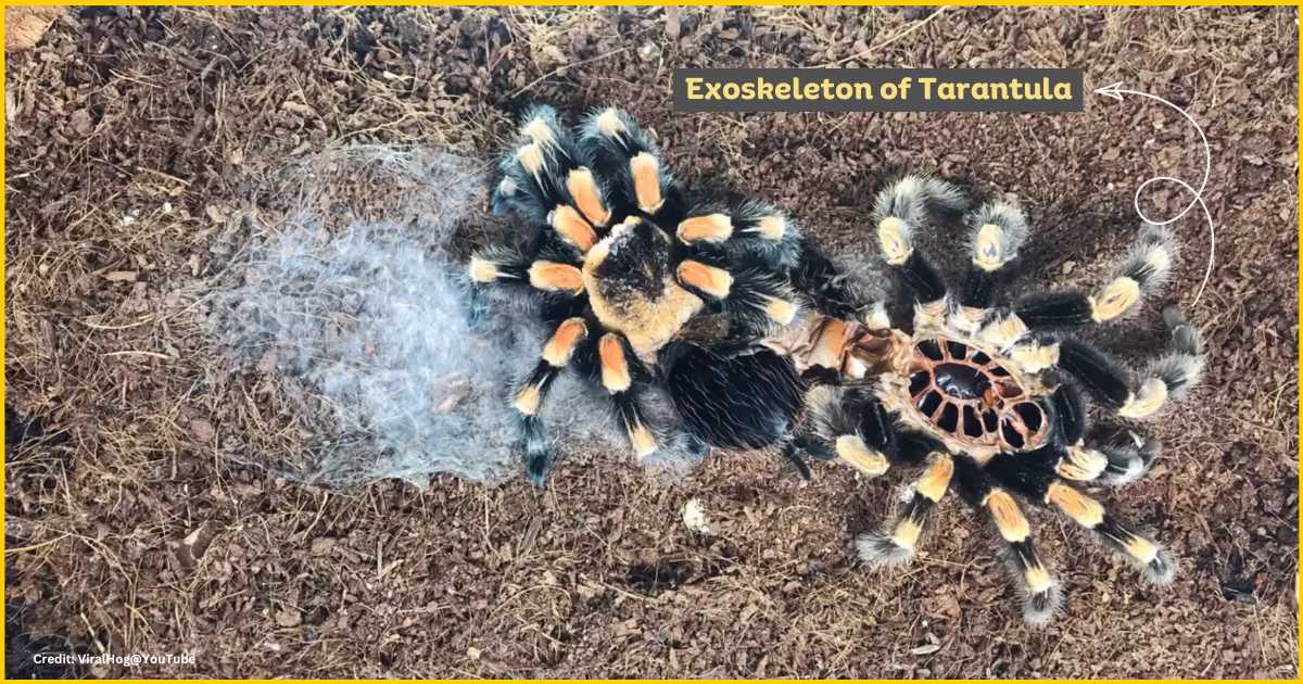 Exoskeleton of tarantula