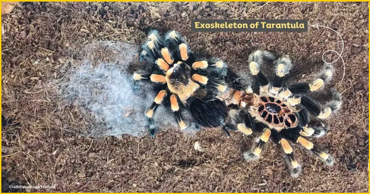 Exoskeleton of tarantula Exoskeleton of tarantula