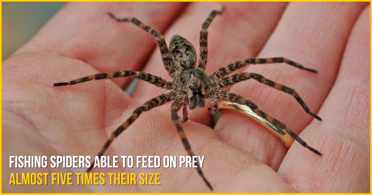 fishing spiders able to feed on prey almost five times their size