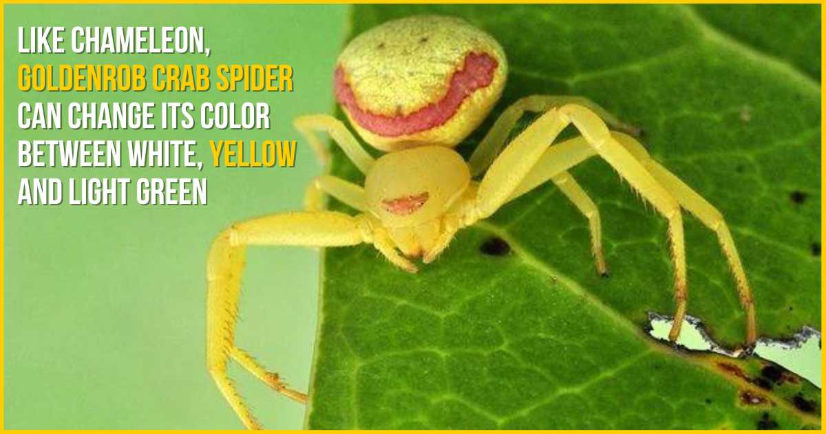 like chameleon goldenrob crab spider can change its color between white yellow and light green