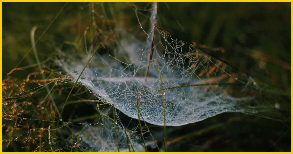 Hammock Spider Web