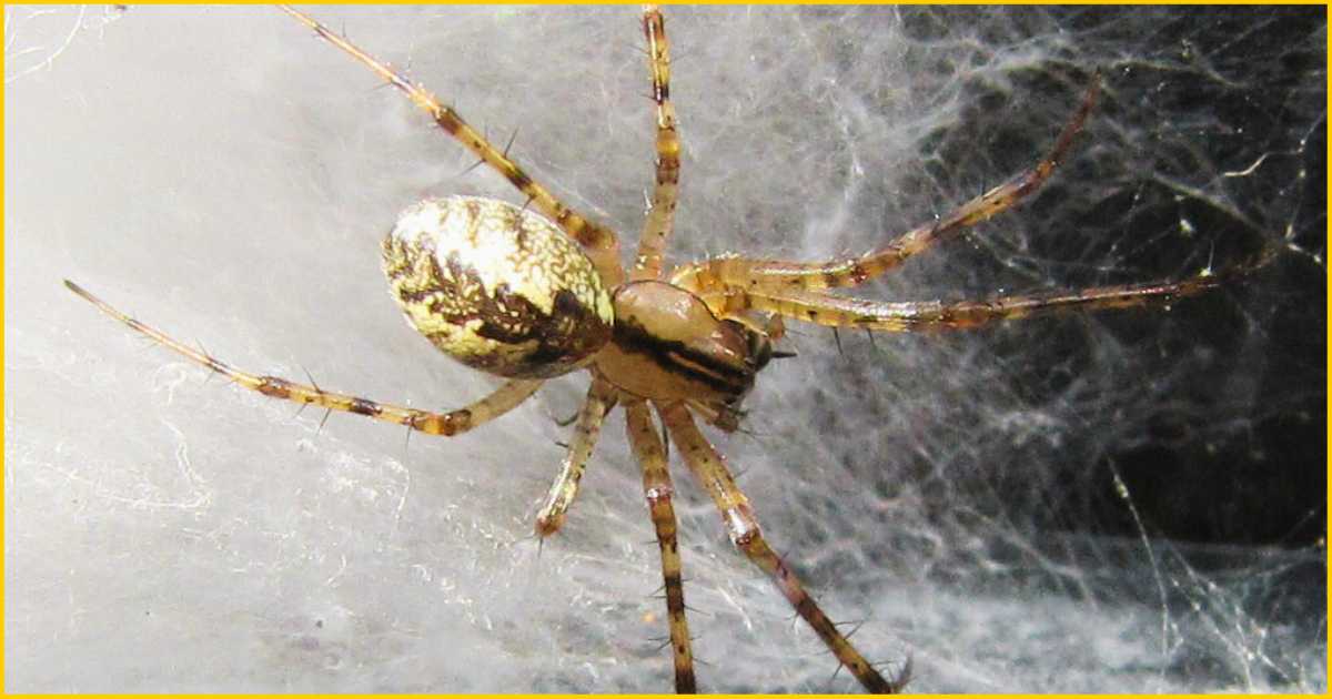 Are Hammock Spiders Poisonous