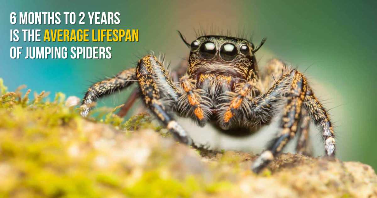 6 months to 2 years is the average lifespan of jumping spiders