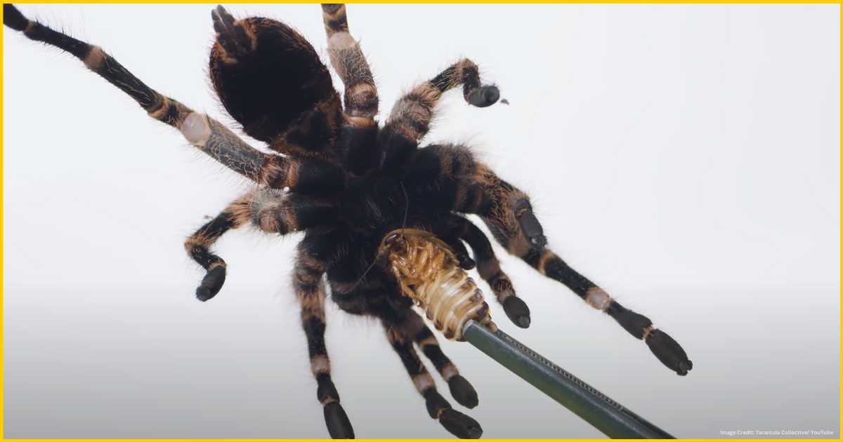 Feeding cockroach to a tarantula spider