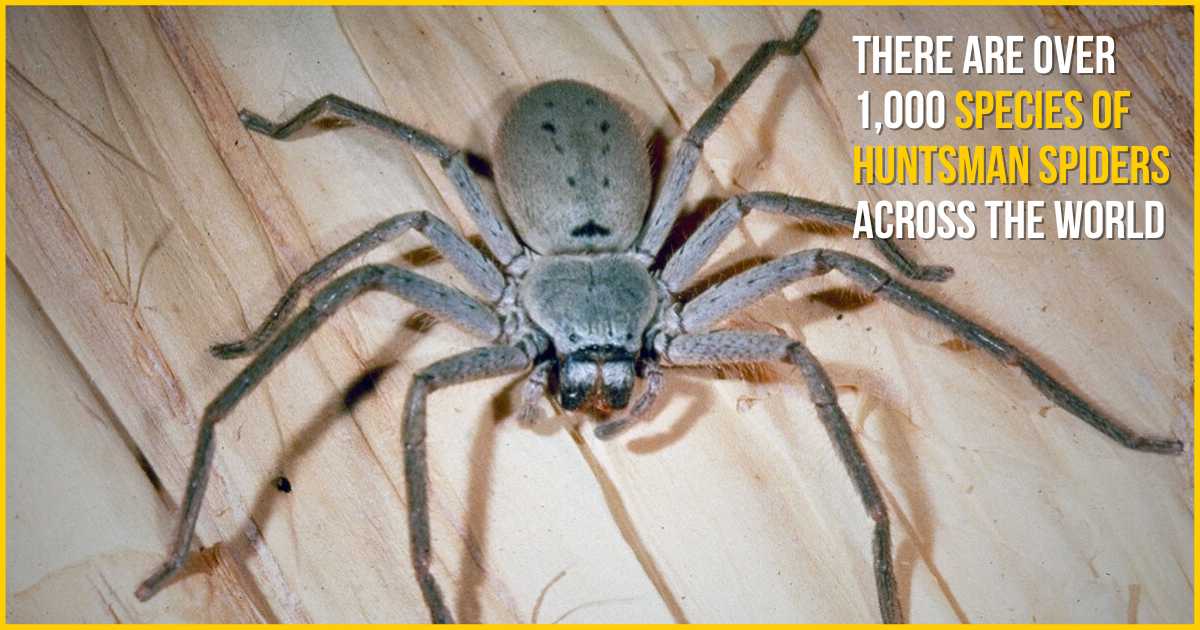 there are over 1000 species of huntsman spiders across the world