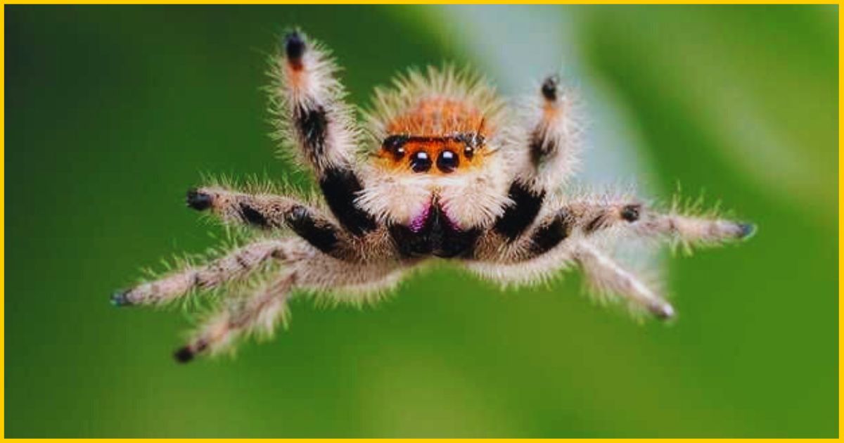 How Long Do Jumping Spiders Live