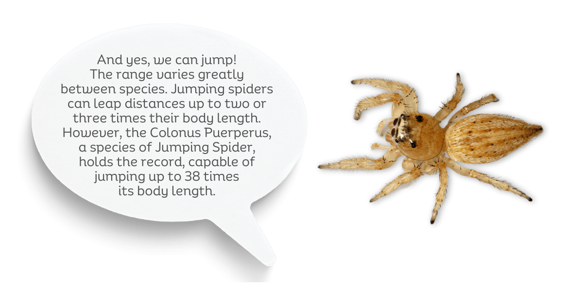 And yes we can jump The range varies greatly between species Jumping spiders can leap distances up to two or three times their body length However the Colonus Puerperus a species of Jumping Spider holds the record capable of jumping up to 38 times its body length