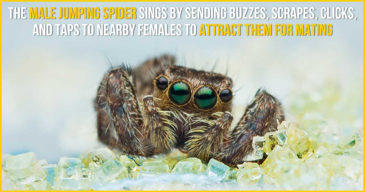 the male jumping spiders sings by sending buzzes scrapes clicks and taps to nearby females to attract them for mating