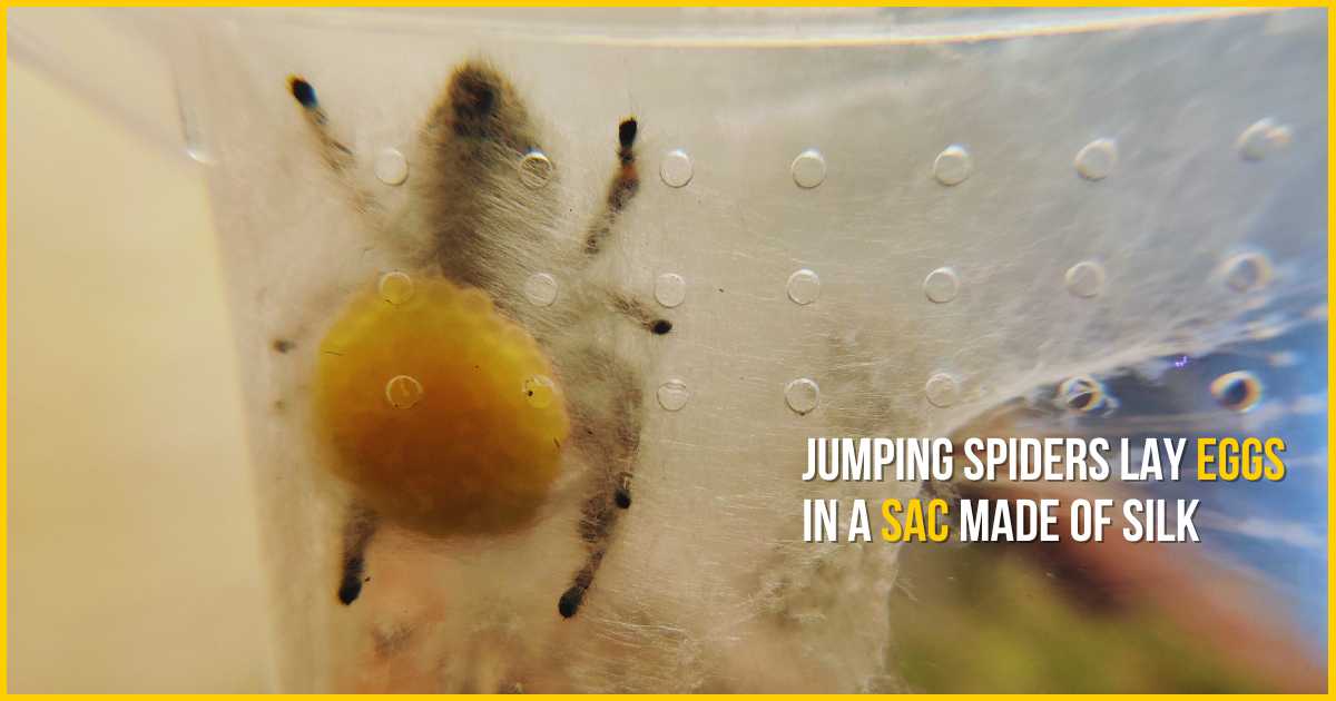 Jumping spiders lay eggs in a sac made of silk