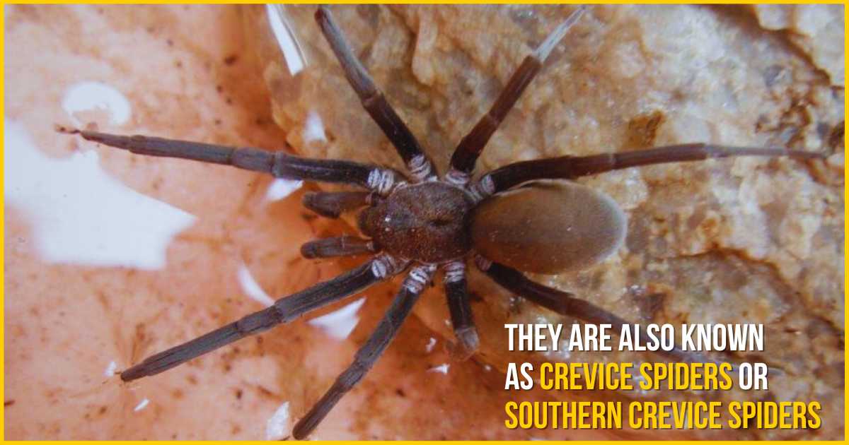 southern house spiders are also known as crevice spiders or southern crevice spiders