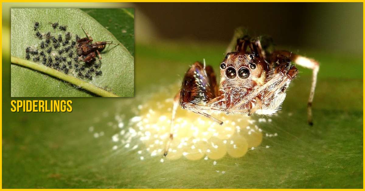 Spiderlings The juvenile stage of jumping spiders