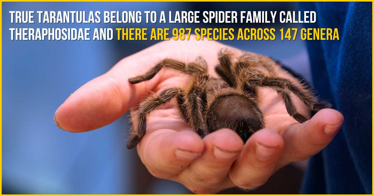 true tarantulas belong to a large spider family called theraphosidae and there are 987 species across 147 genera