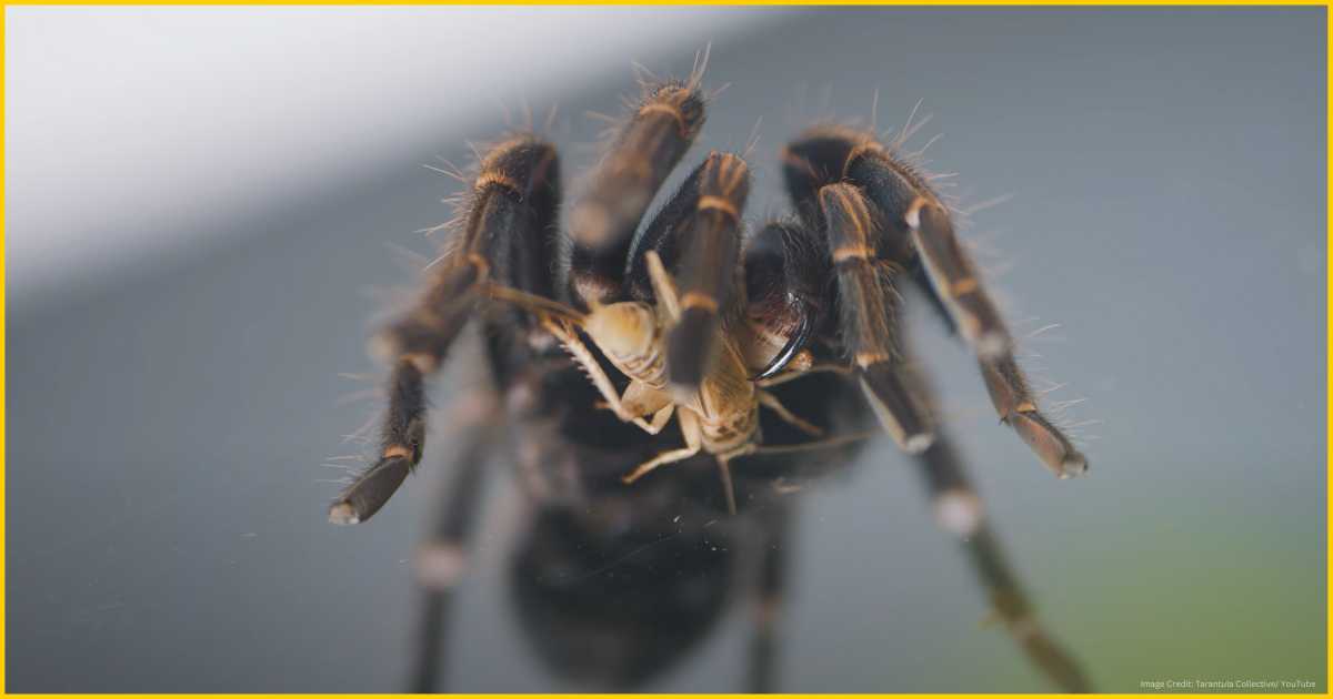 How Long Tarantulas Live Without Food