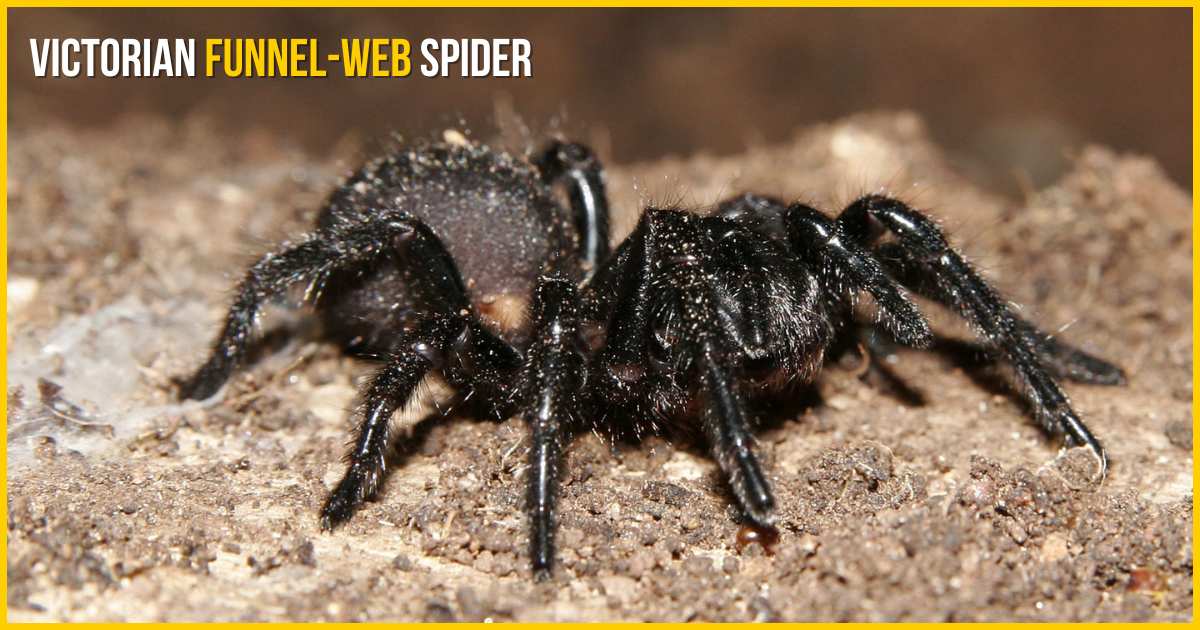 Victorian funnel web spider