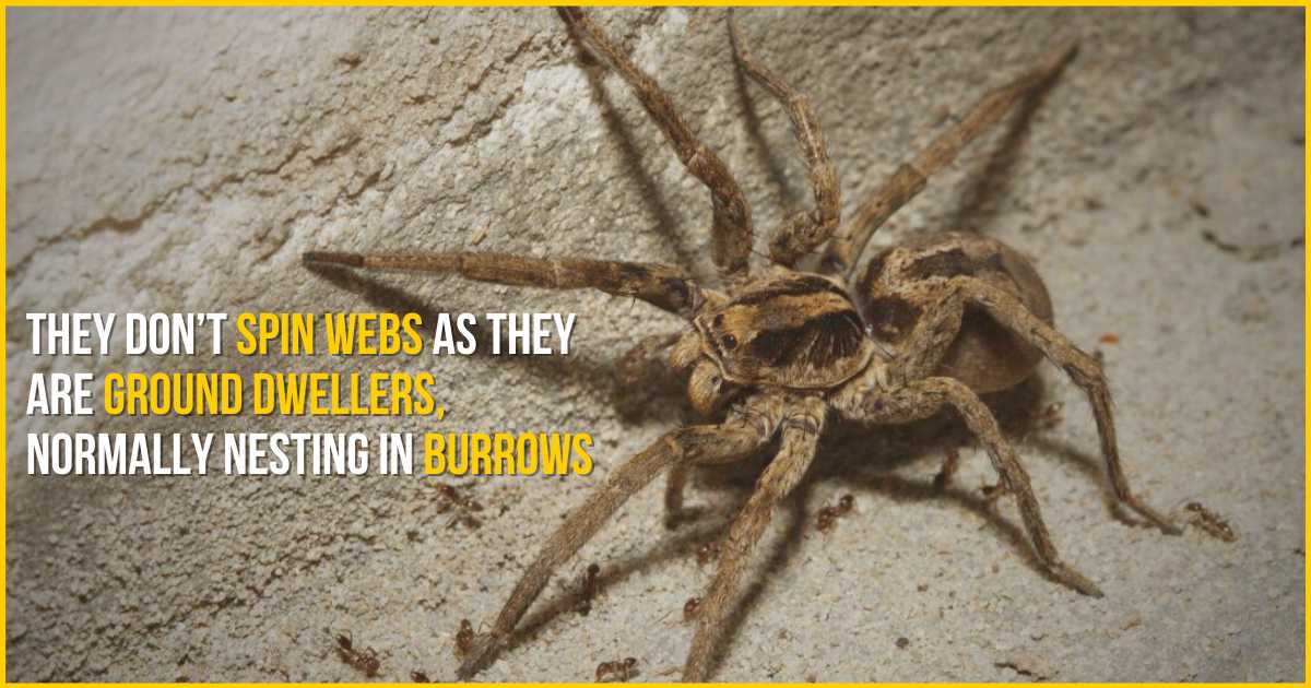 wolf spider do not spin webs as they are ground dwellers normally nesting in burrows