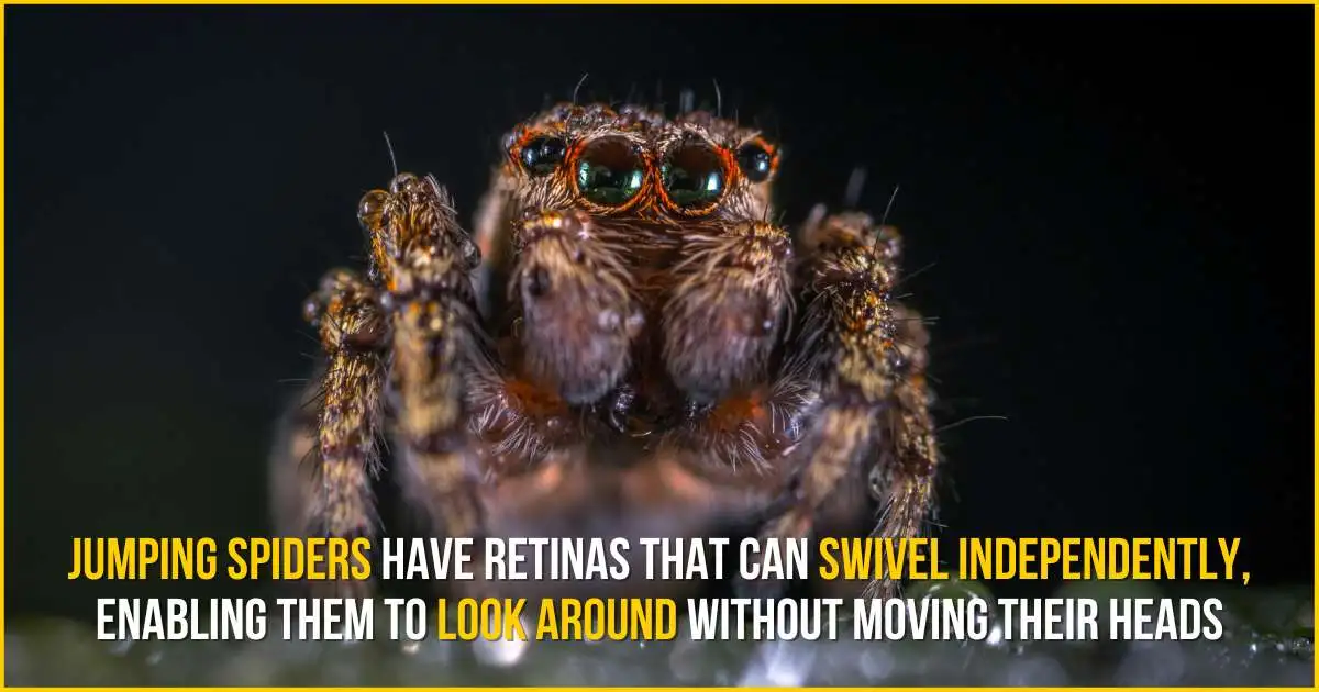 Jumping spiders have retinas that can swivel independently enabling them to look around without moving their heads