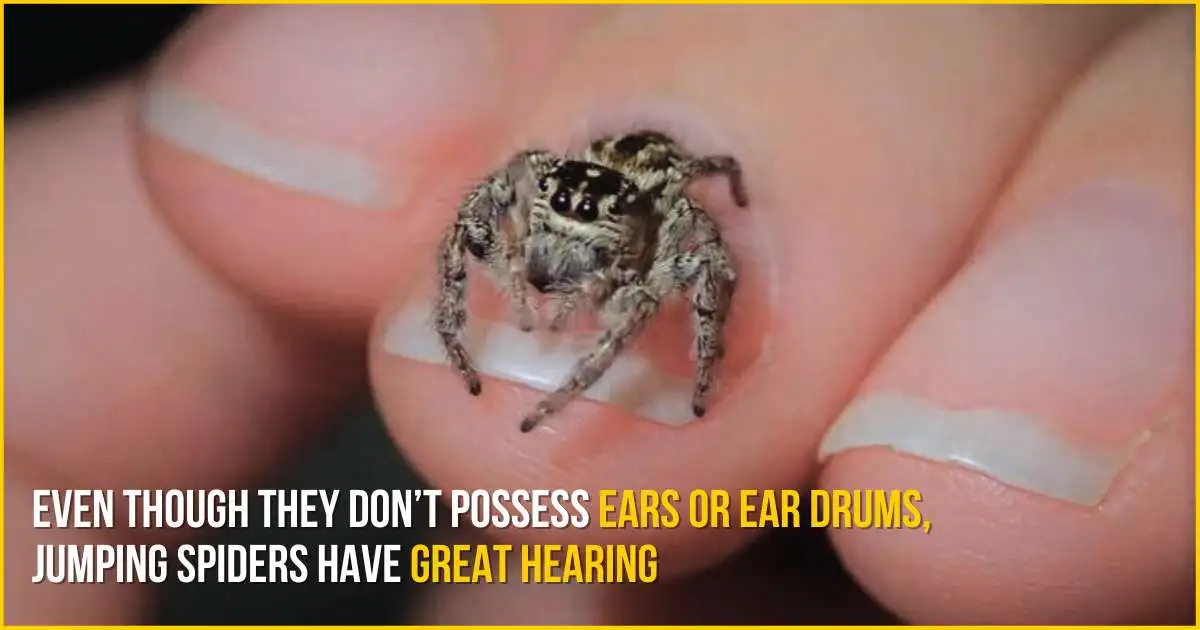 Jumping spiders do not possess ears or ear drums and have great hearing