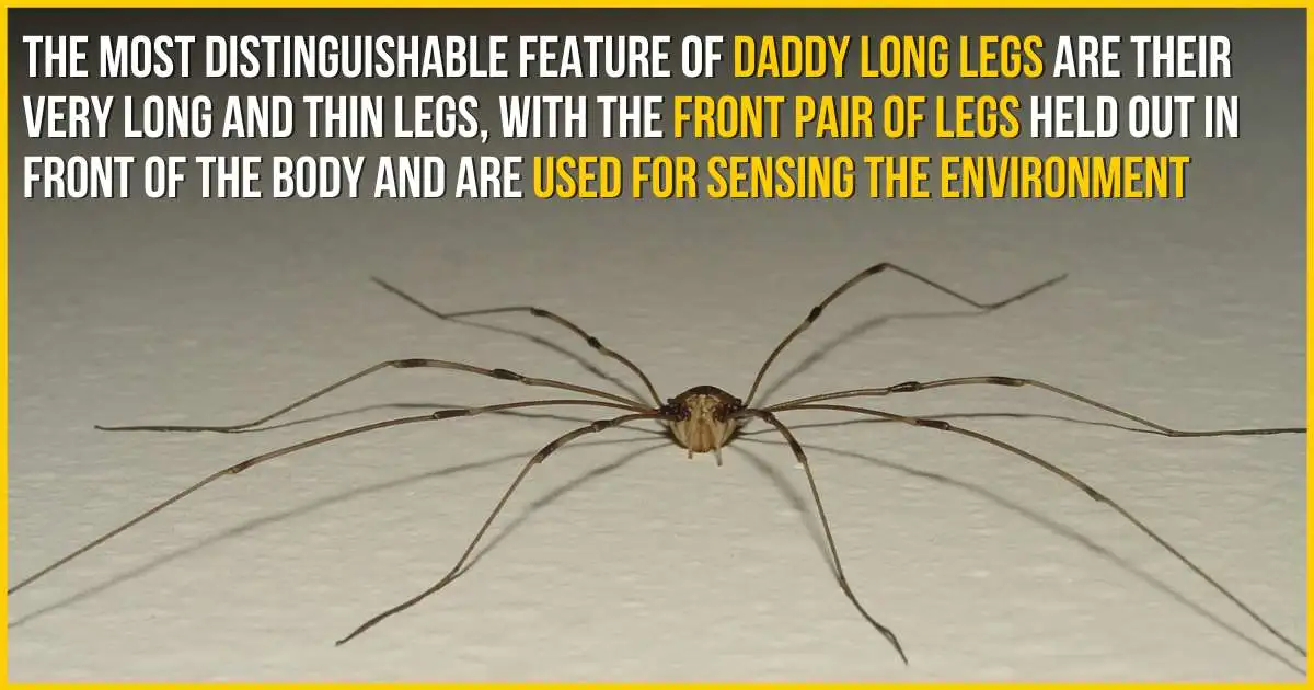 Are Daddy Long Legs Venomous