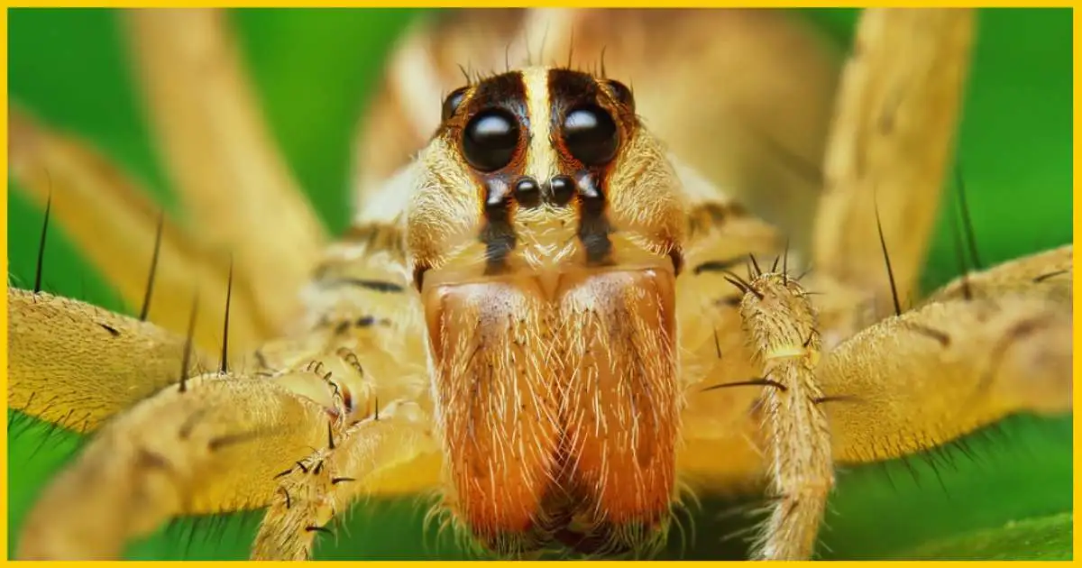 Are Wolf Spiders Harmful