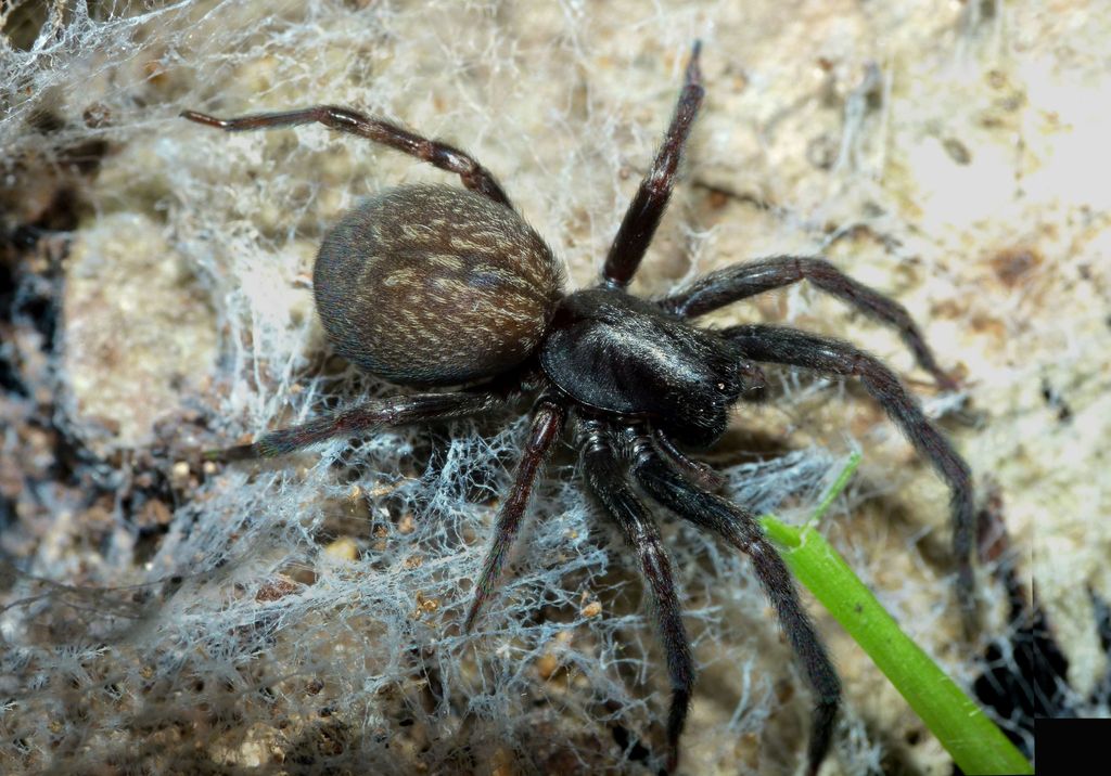 Black House Spider