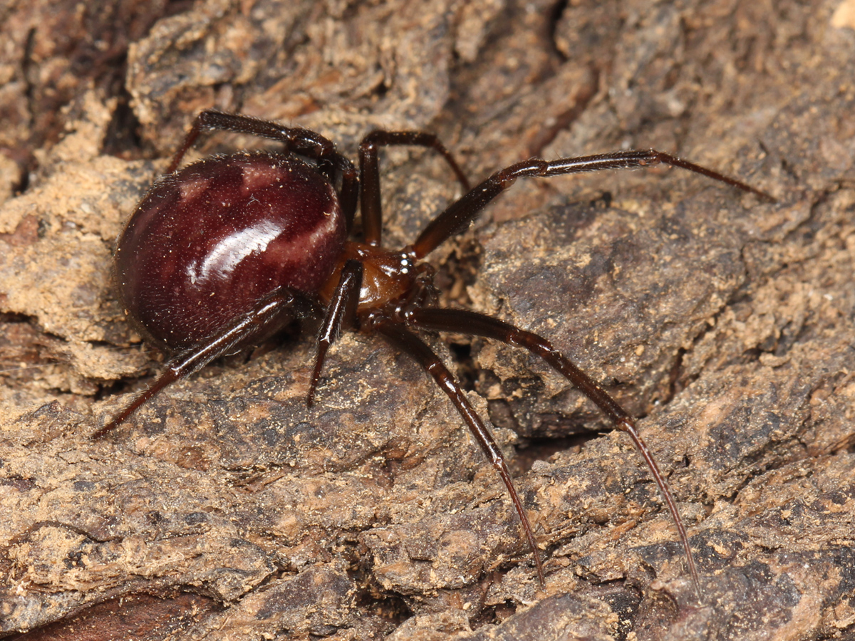 False Black Widow Spider