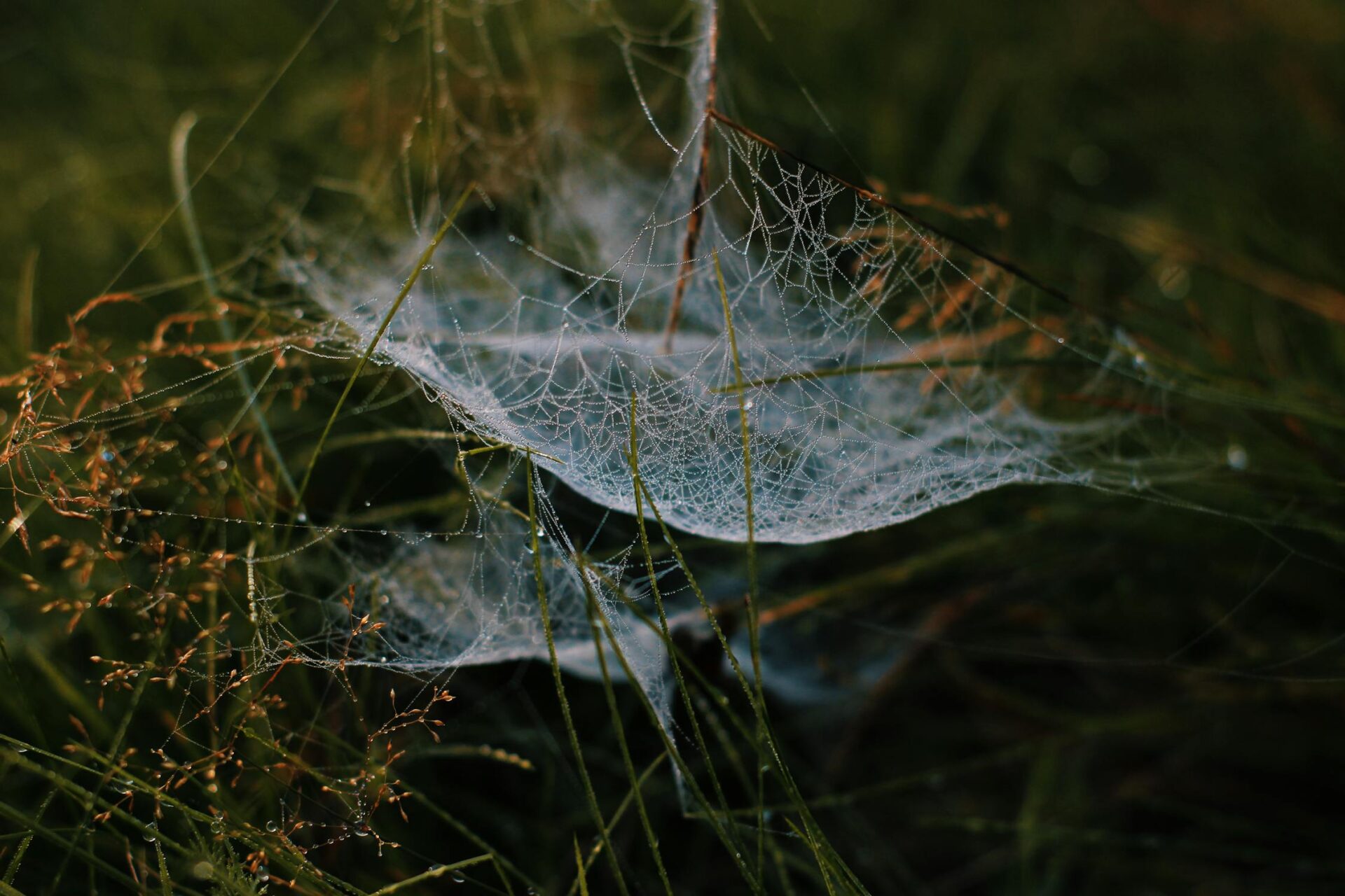 Hammock spider web