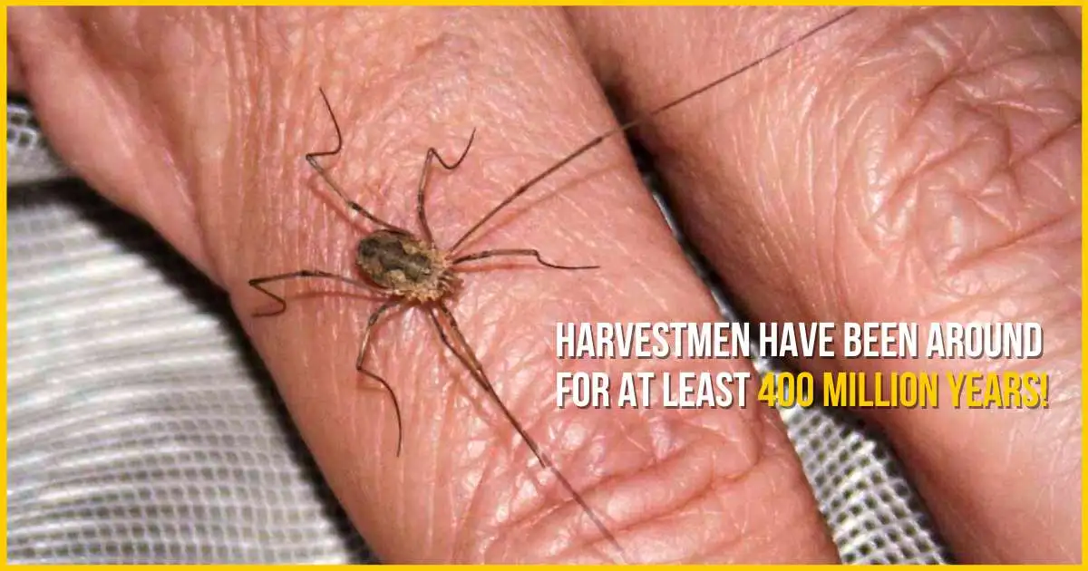 Harvestmen have been around for at least 400 million years