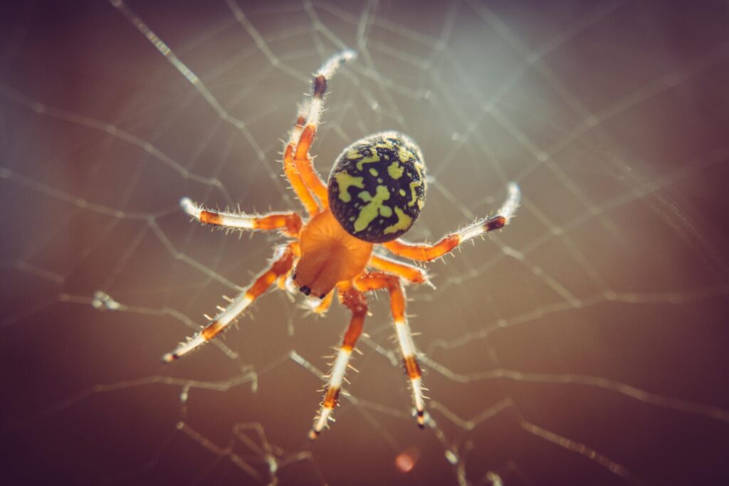 Ever Wondered How do Spiders Sleep-2025 Research | Spider Knowledge