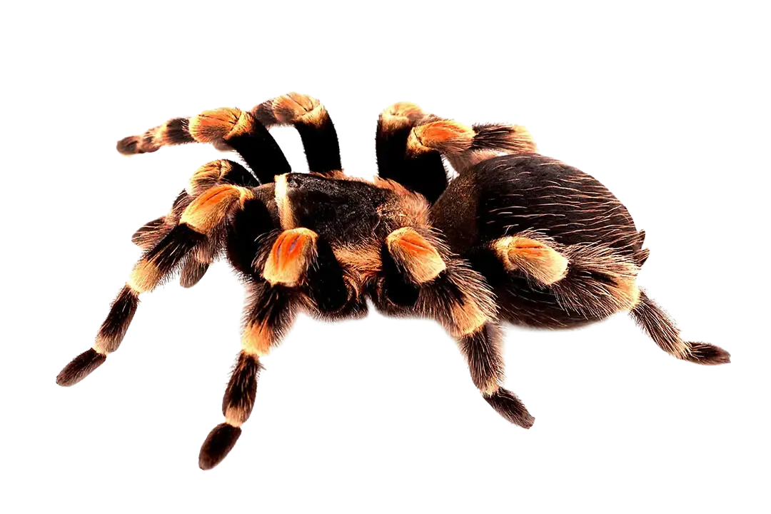 How often do tarantulas molt