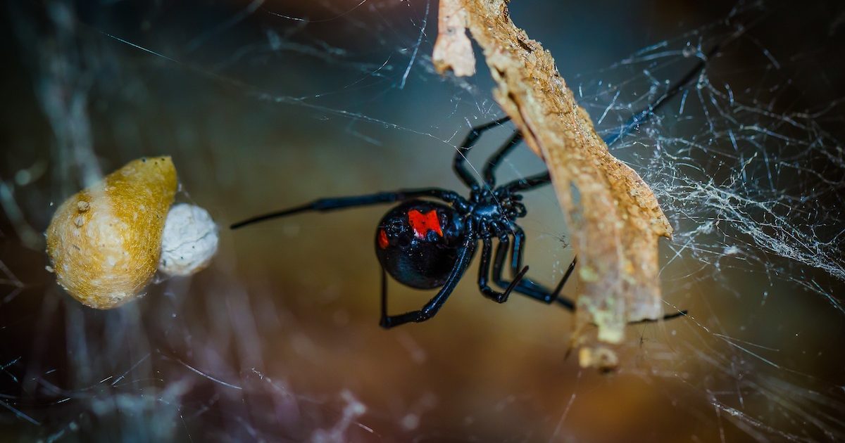 Red Widow Spider