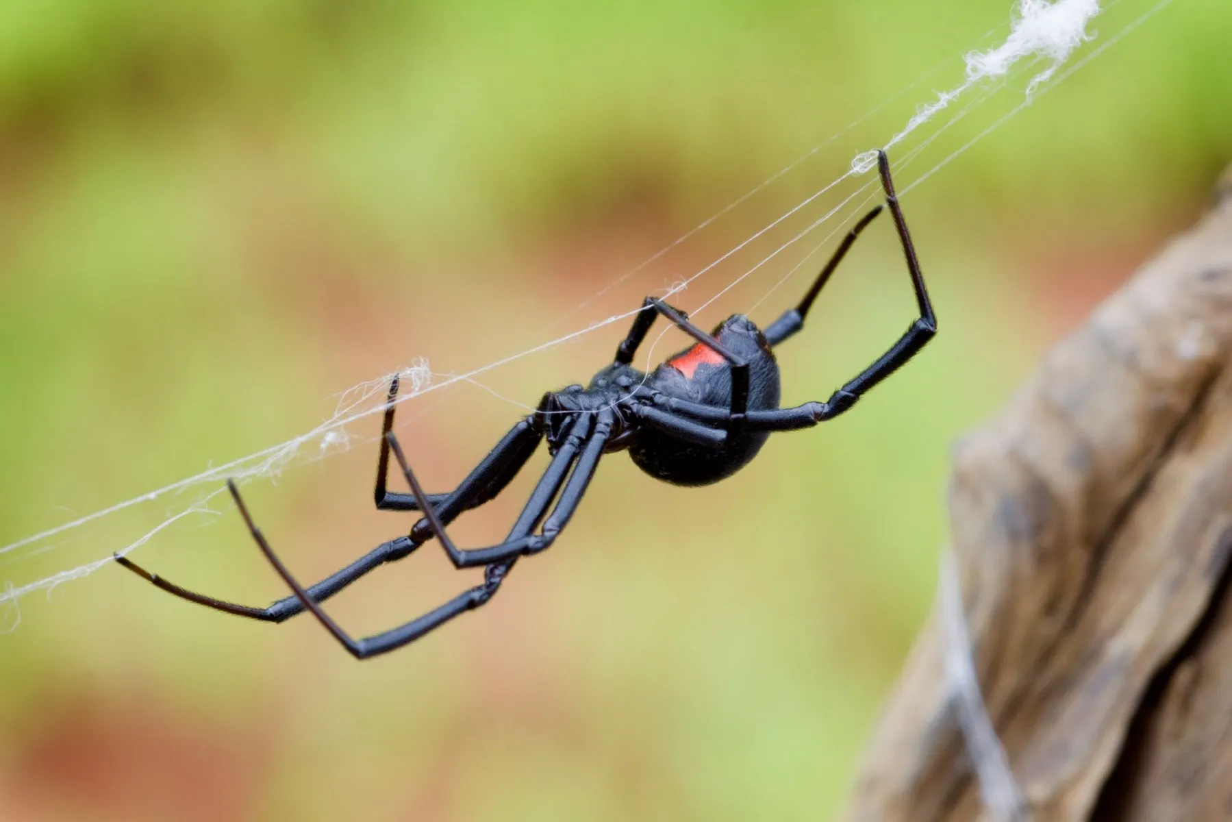 black widow spider macro hanging on his own web