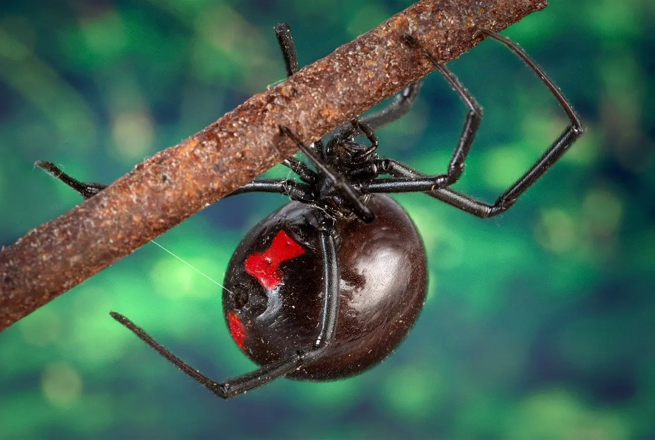 Spiders that look like black widows