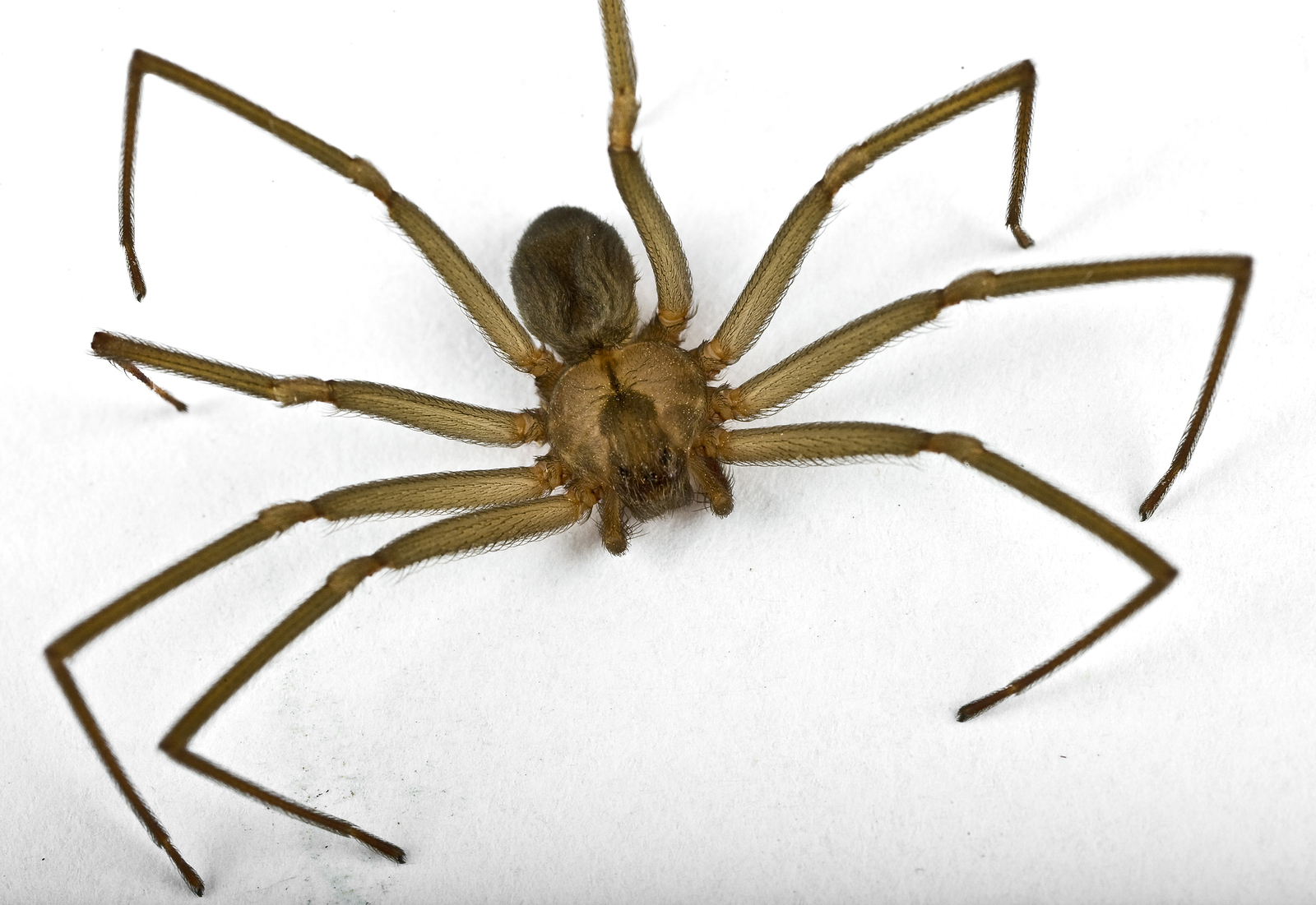 Macro shot of a brown recluse spider