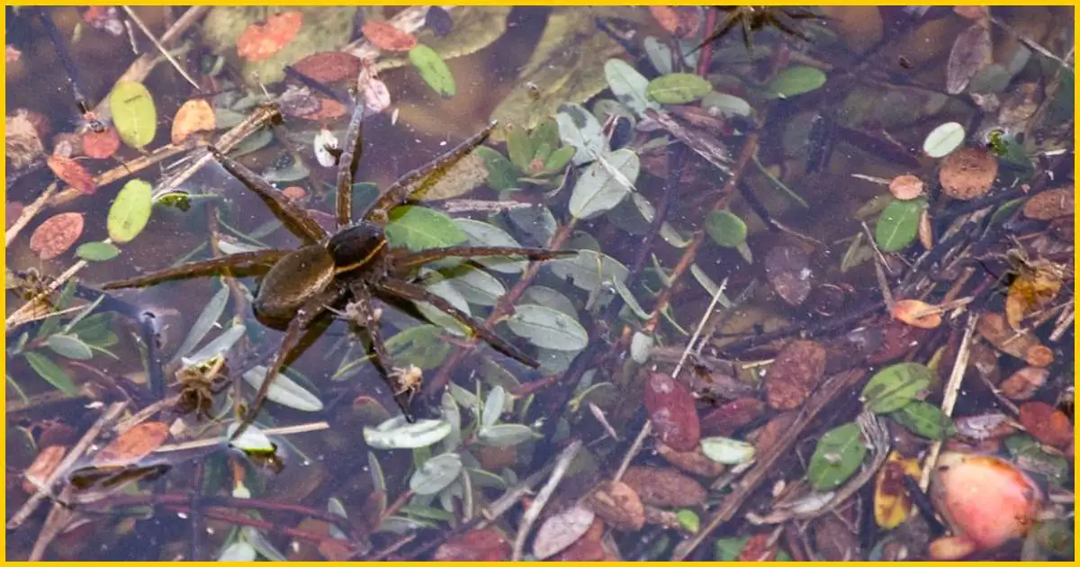 Wolf spider in cranberry bod