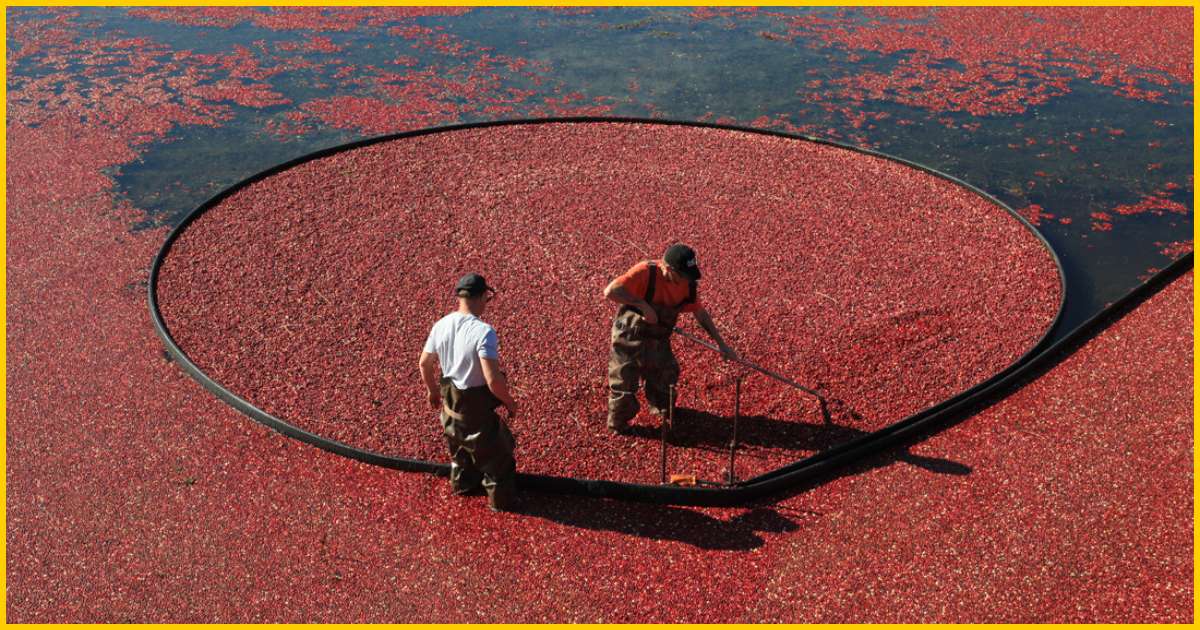 people working in cranberry bog