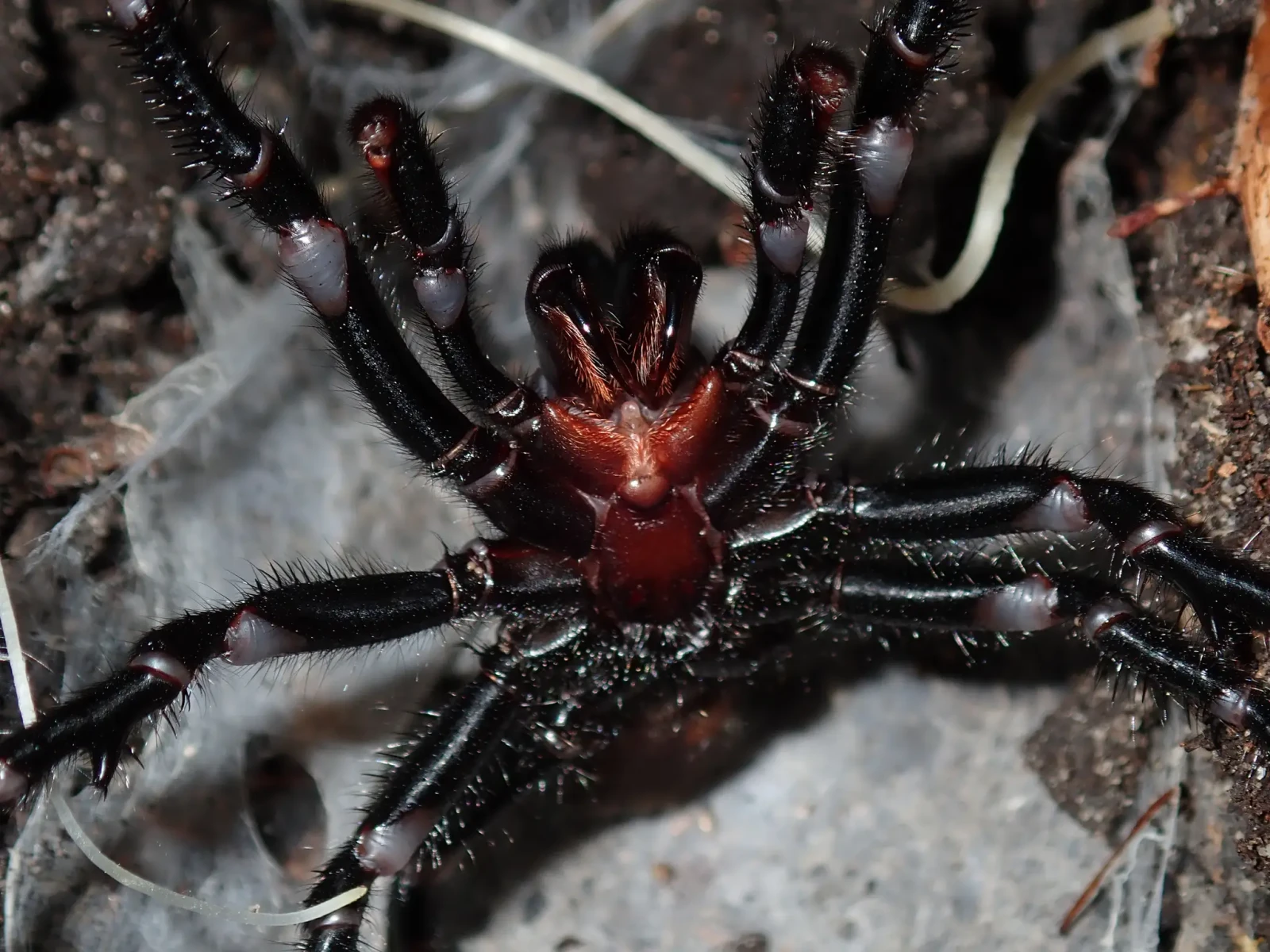 funnel web spider close up