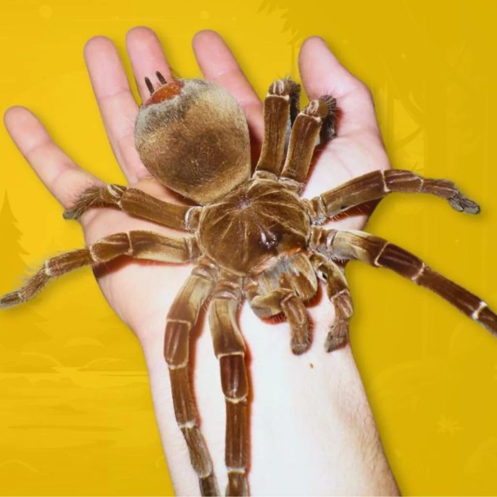 the biggest tarantula in the world-the goliath bird eater tarantula