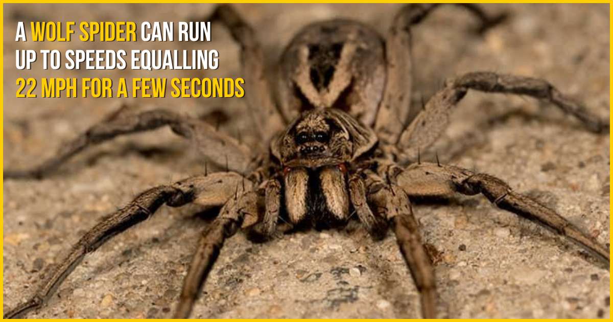 A wolf spider can run up to speeds equalling 22mph for a few seconds