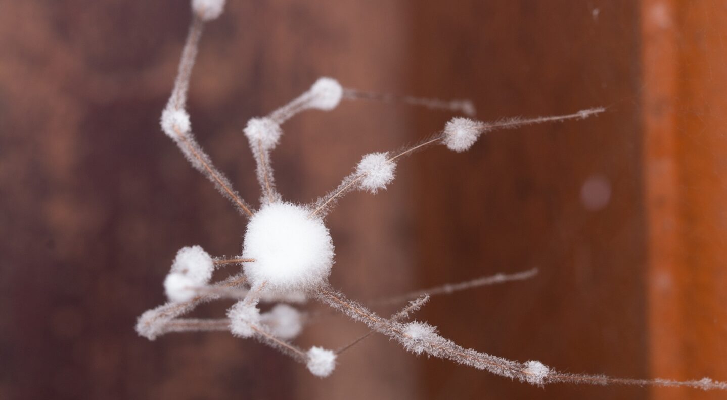 a daddy long legs spider infected by entomopathogenic fungi