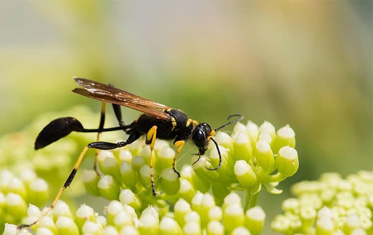  In North America, the mud dauber wasp is a common predator of spiders. 