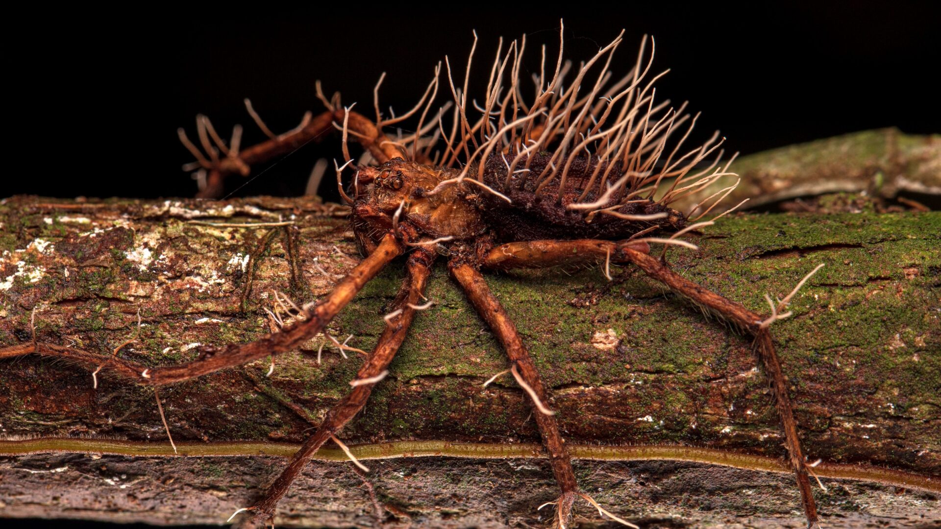 The large spider was found with a parasitic fungus bursting through its body.