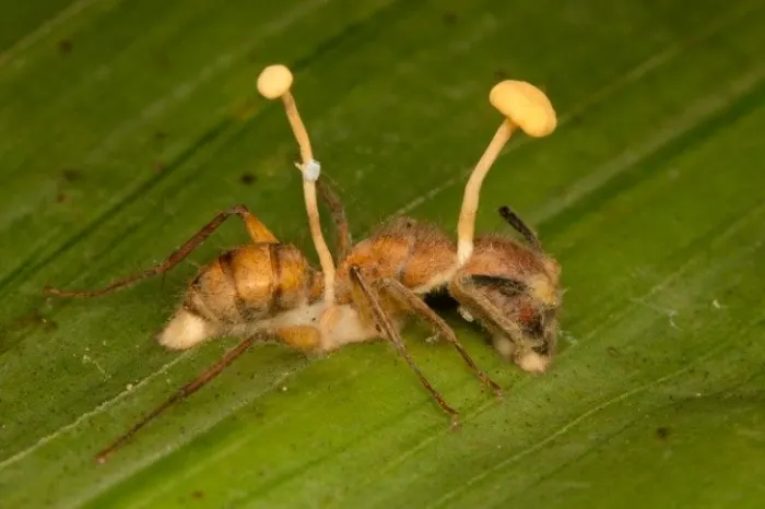 ant has been infected with the Ophiocordyceps unilateralis sensu lato fungus